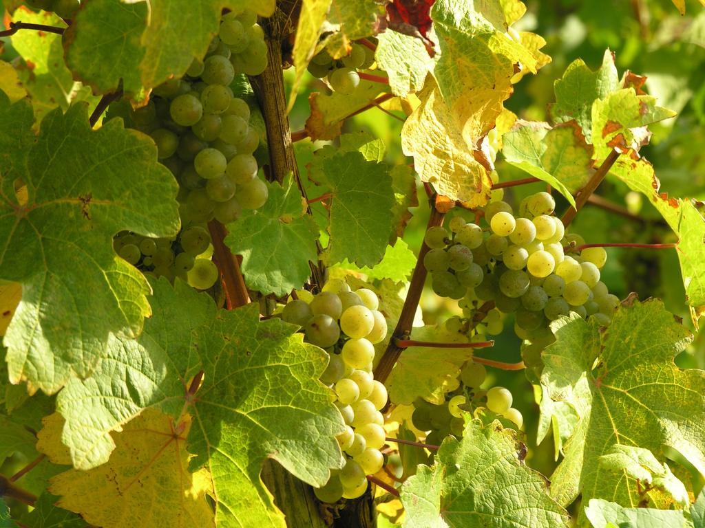 Weingut & Gaestehaus Mees Homestay Briedel